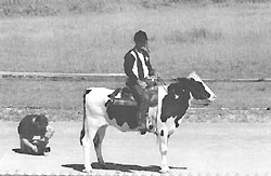 cow racing