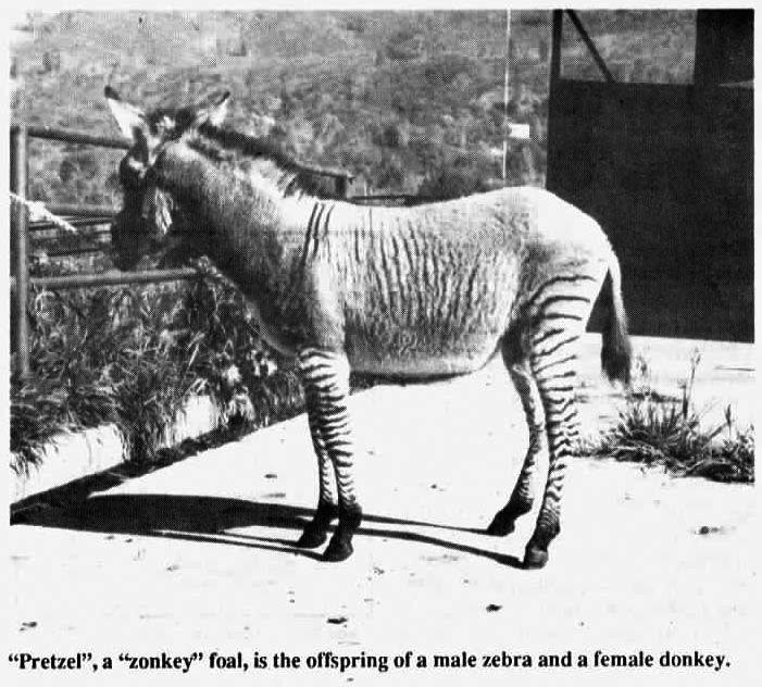 Zonkey: donkey zebra offspring.