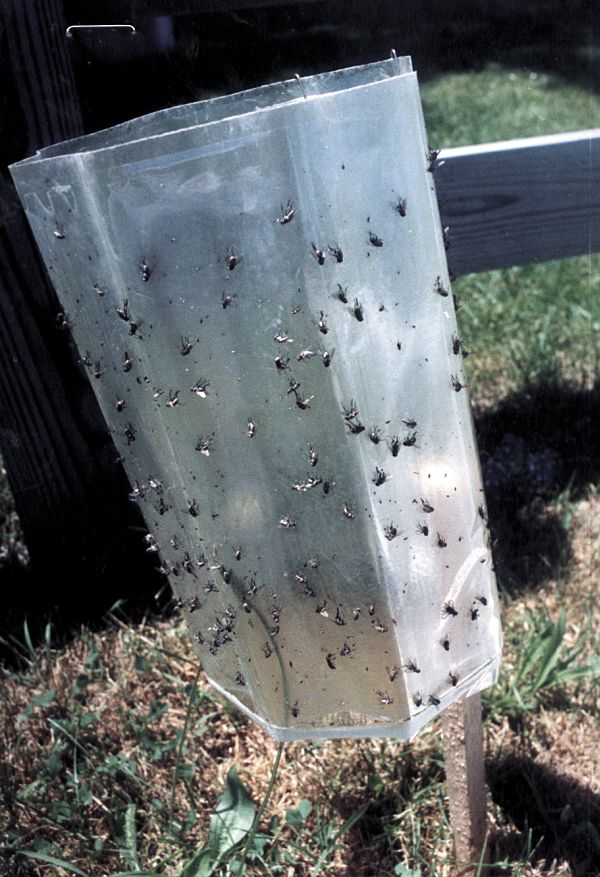 Olson Stiky Fly Traps for Windows