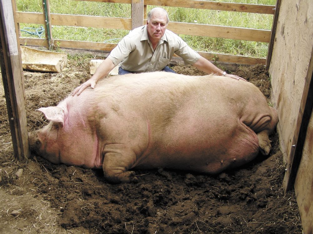 biggest pig in the world
