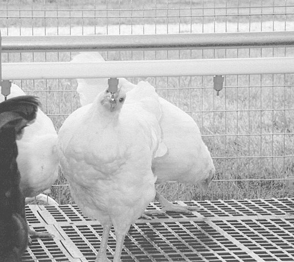 Bell-Matic Poultry Waterer - FarmTek