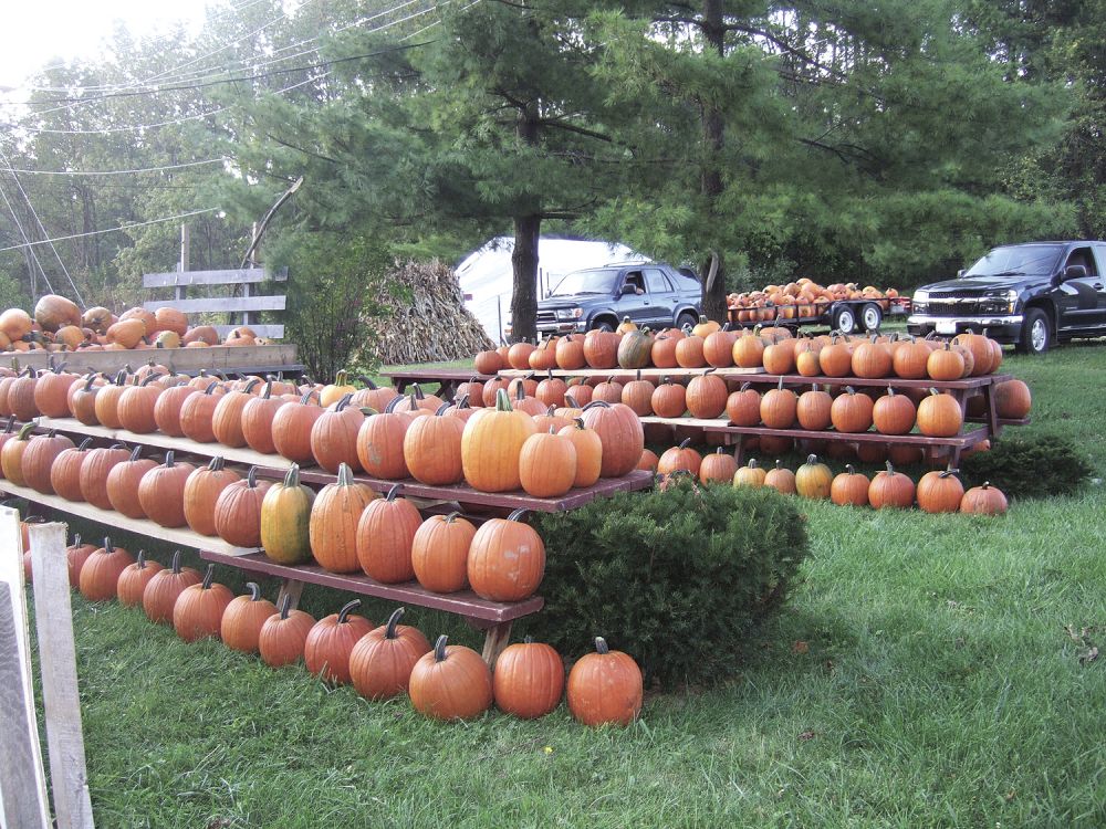 Image of Pumpkin planter being used in commercial pumpkin farm