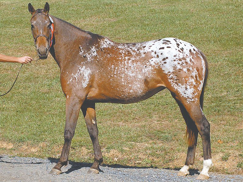Appaloosa horses: the colourful horse with prehistoric roots