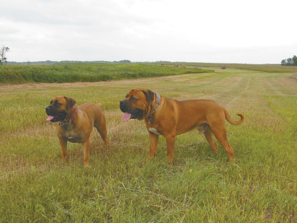 Boerboel guarding store