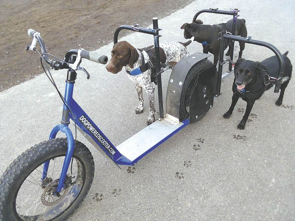 Dog scootering outlet equipment