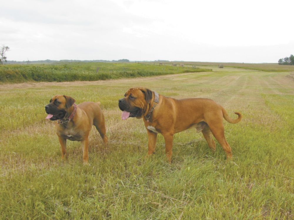 Long 2024 legged boerboel